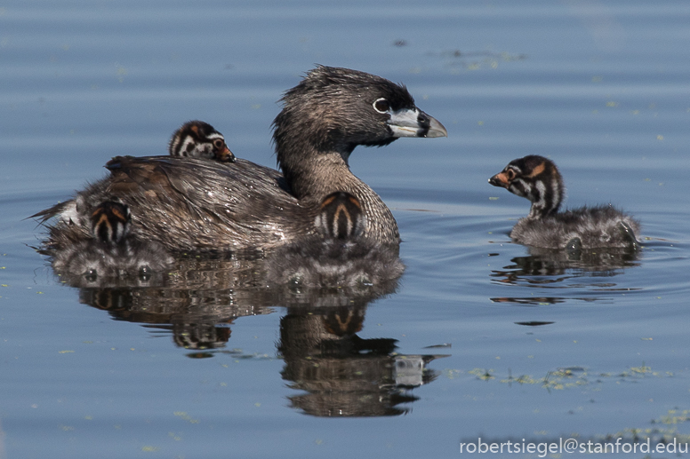 emily renzel wetlands